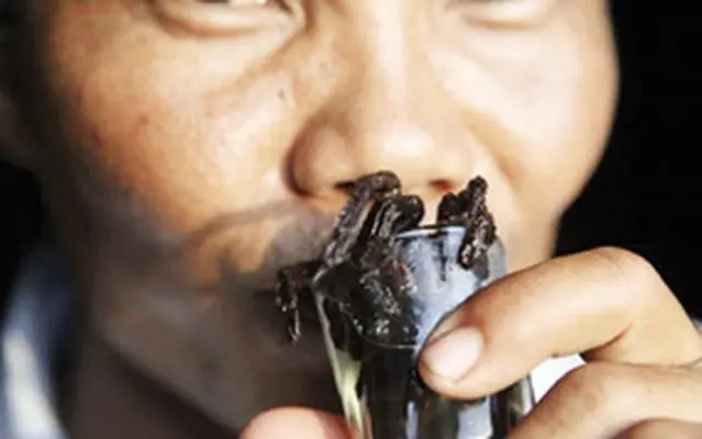Cocktail nhện