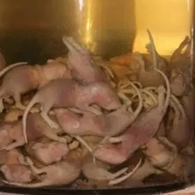 Rượu chuột