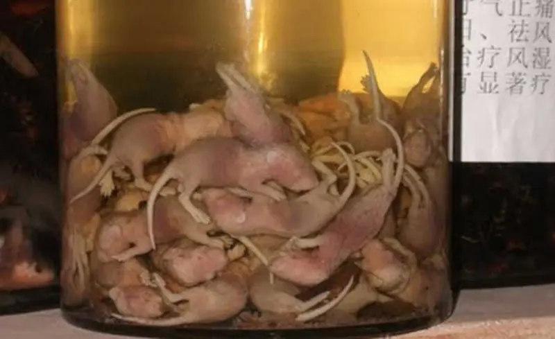 Rượu chuột