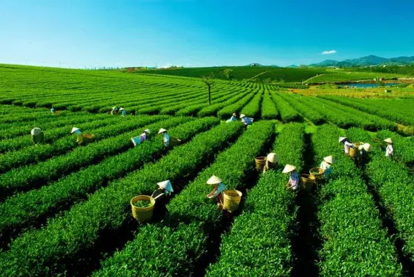Đồi chè Thái Nguyên