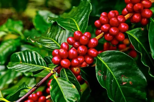 cà phê arabica