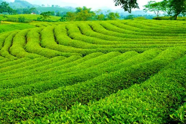 Ở cữ uống trà sữa được không